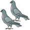 deux-pigeons