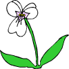 beyaz bir çiçek