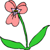 ένα ροζ λουλούδι