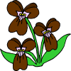 some brown flowers