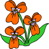some orange flowers