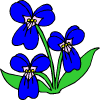 birkaç mavi çiçek
