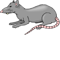 עכברוש