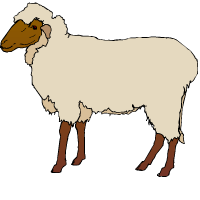 כבשה