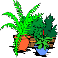 צמחים