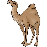 καμήλα