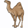 καμήλα