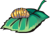 chrysalis