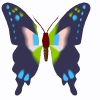 papillon