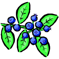 blueberri